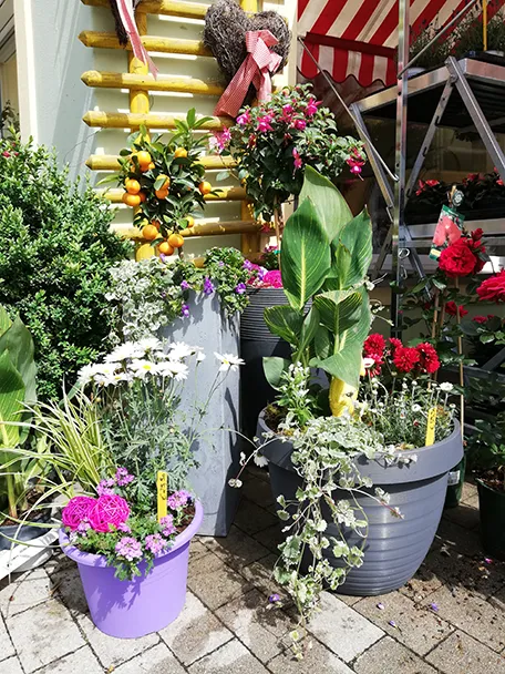 Gartenpflanzen, Topfpflanzen